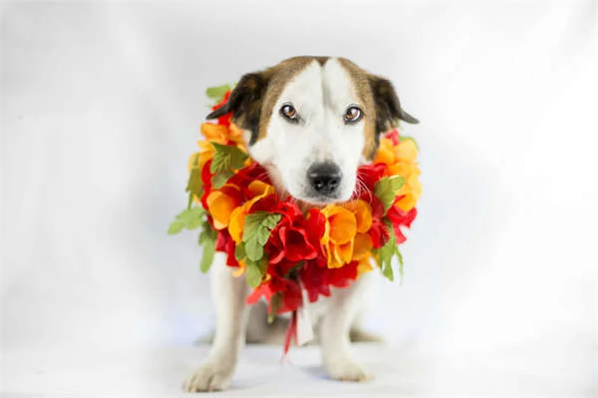 Sago Palm Poisoning in Cats: Symptoms & Emergency Treatment