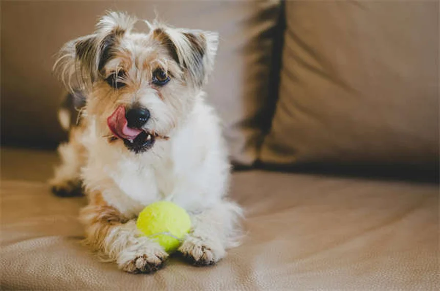 10 Best Senior Dog Toys for Happy & Healthy Playtime