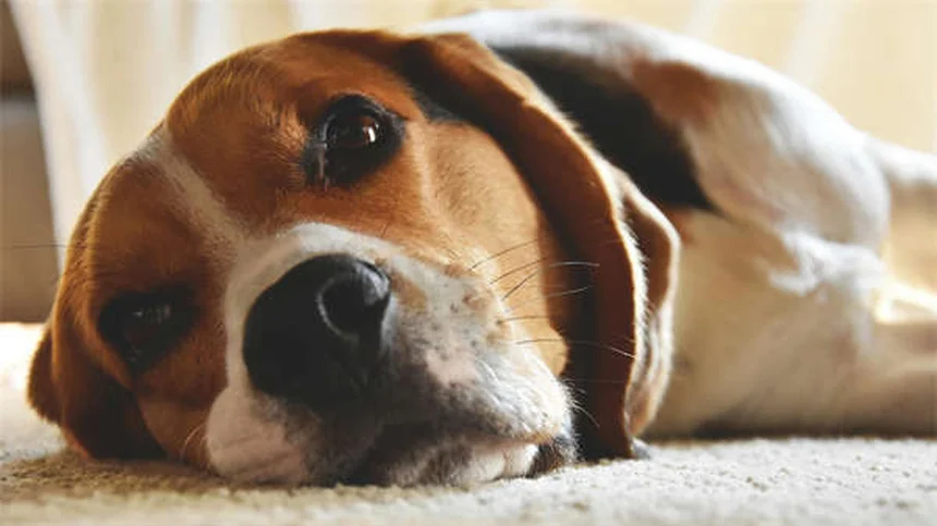 7 Ways Dogs Get Fleas & How to Prevent Them Fast