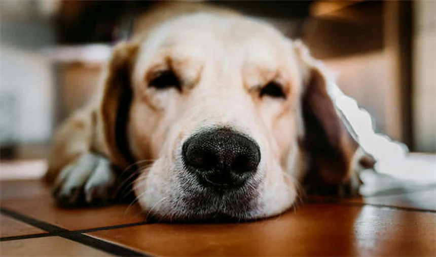 5 Proven Ways to Relieve Your Dog's Seasonal Allergies Fast
