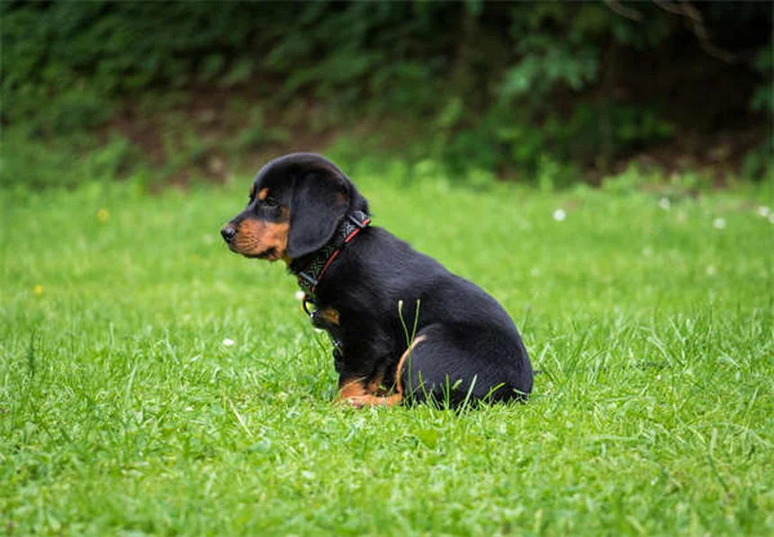 Puppy Care 6-9 Months: Essential Tips for Your Growing Dog